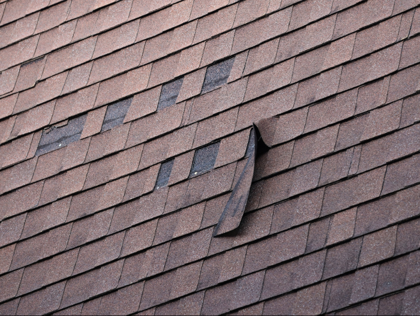Damaged asphalt roof shingle lifted to reveal underlying layers